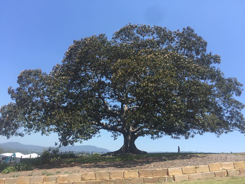 One Big Banyan.